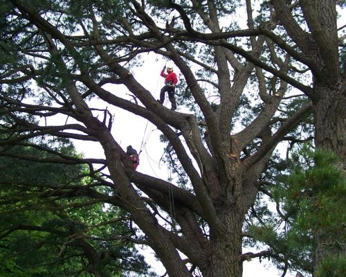 Équilibrer l’arbre ou l’arbuste tout en respectant sa forme naturelle
