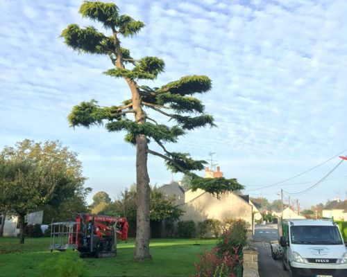 Équilibrer l’arbre ou l’arbuste tout en respectant sa forme naturelle