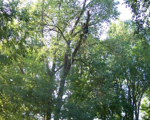 Franck L'Oury élagage s’occupe de tous vos travaux d’élagage à des fins de sécurité