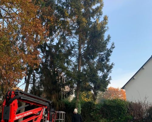 Franck L'Oury élagage s’occupe de tous vos travaux d’élagage à des fins de sécurité