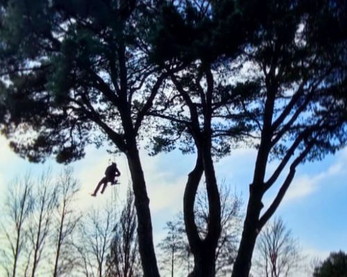 Équilibrer l’arbre ou l’arbuste tout en respectant sa forme naturelle